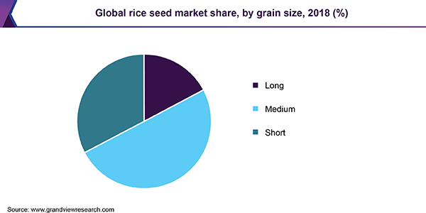 全球水稻种子市场